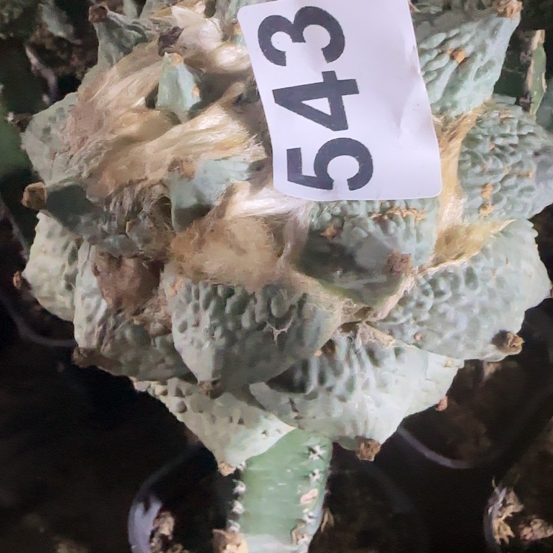 强***笑龙怒543。           