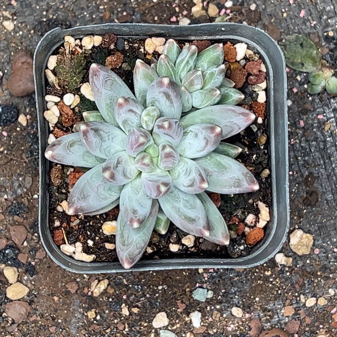 初***见初见 雪黛丽1111的货