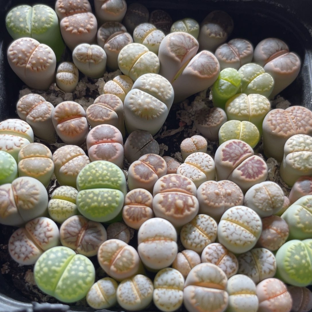 今晚大盆特价更新～22