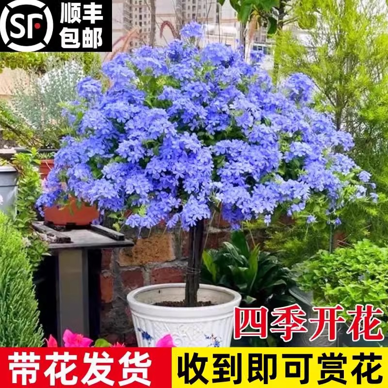 蓝雪花盆栽室内花卉棒棒糖蓝雪花苗阳台爬藤植物四季开粉色飘香藤