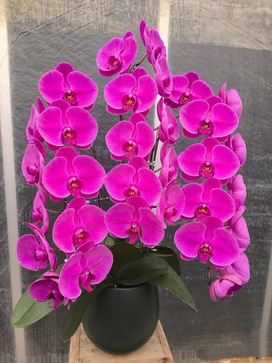 【今日福利】红玫瑰胡蝶兰花苗带花剑2.8寸杯