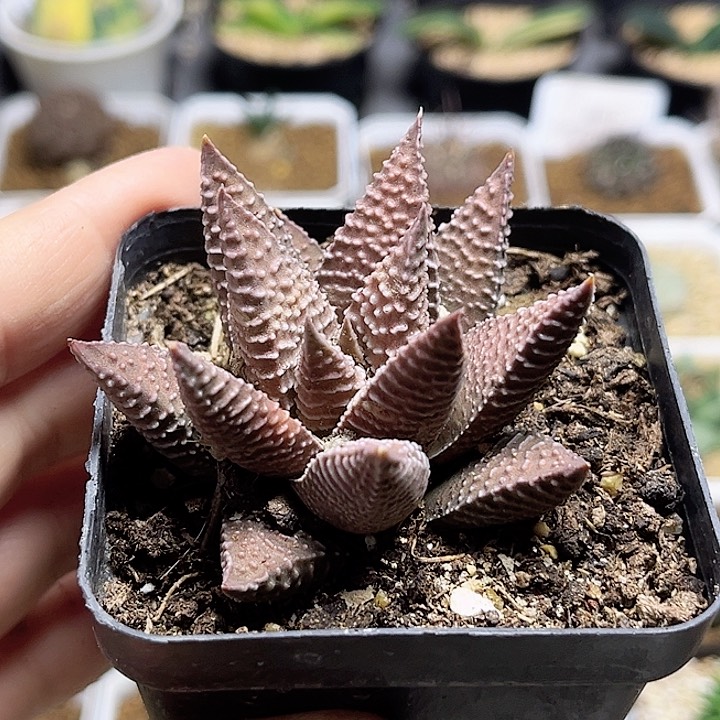 紫肌硬叶十二卷一颗一物一拍