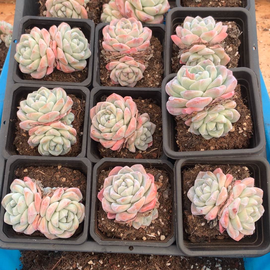 不包整散12颗脱土裸根发货