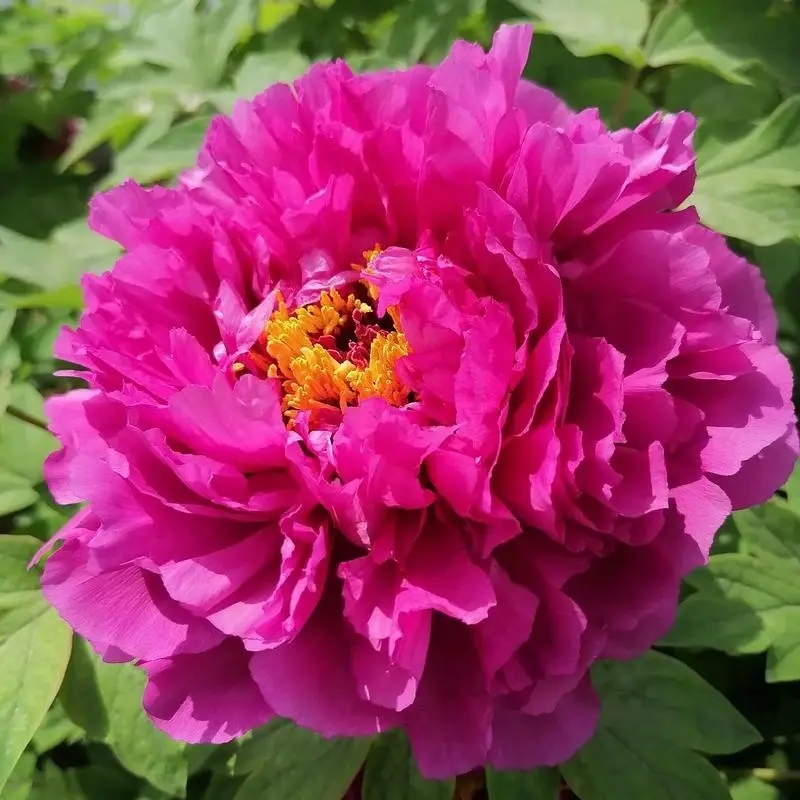 现货洛阳老盆牡丹（洛阳红）送礼佳品12个大花苞