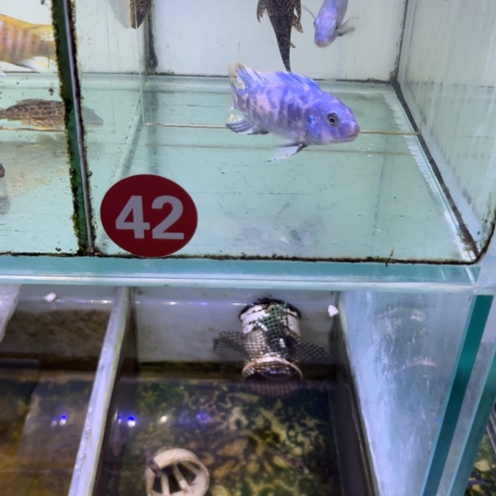 海水鱼三湖慈鲷，热带淡水鱼