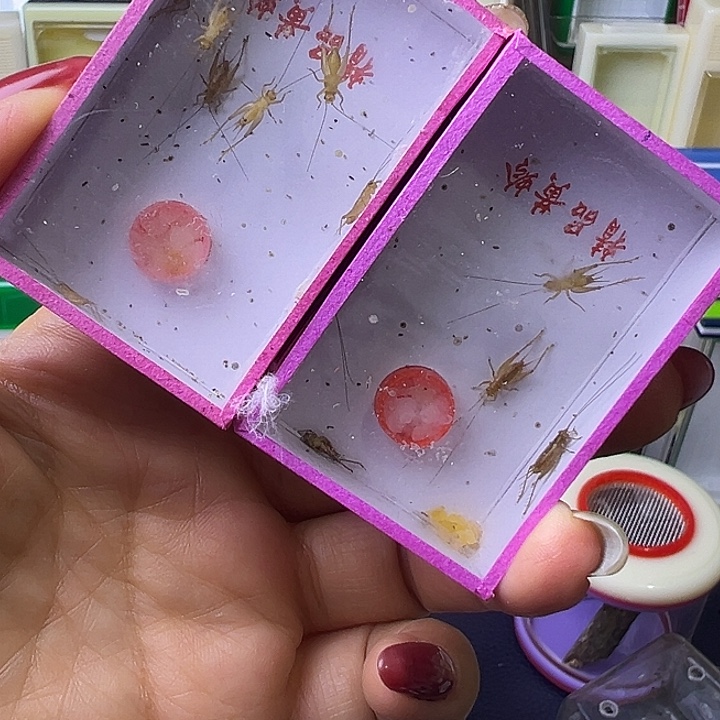 小黄龄哈哈哈哈哈哈哈哈