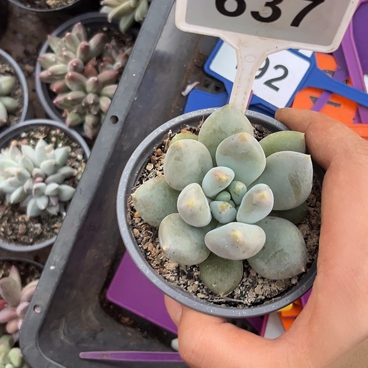 多肉植物胖体哥特