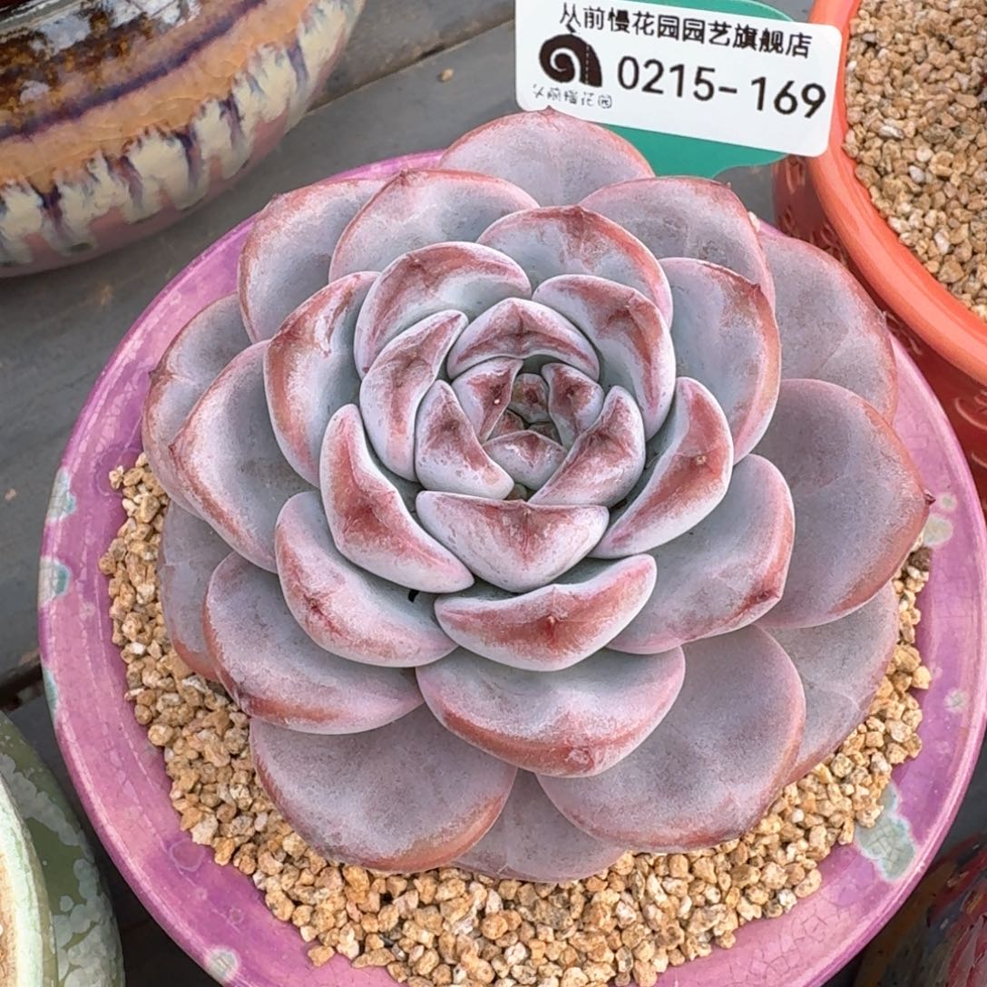 从前慢多肉精选编号0215.169