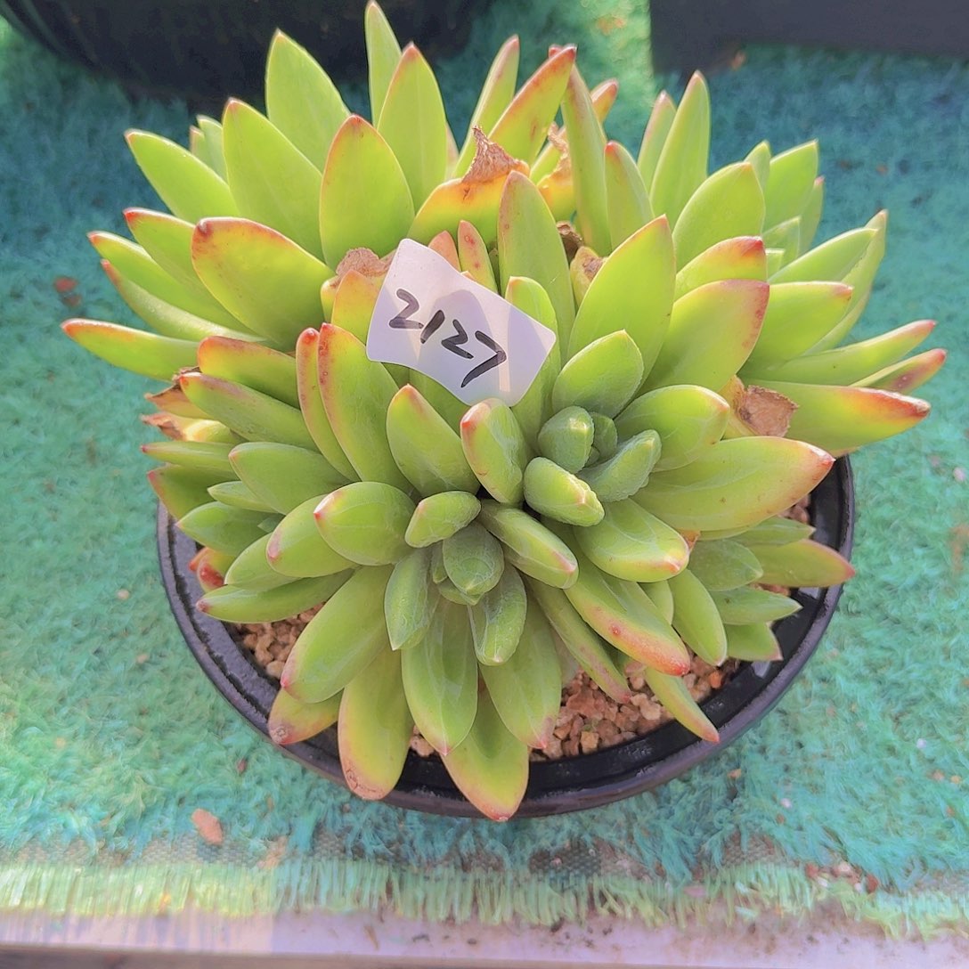 2127海洋之歌多肉植物