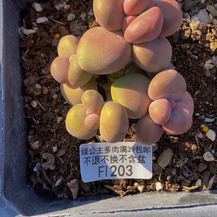 芒果奶7cm203多肉植物