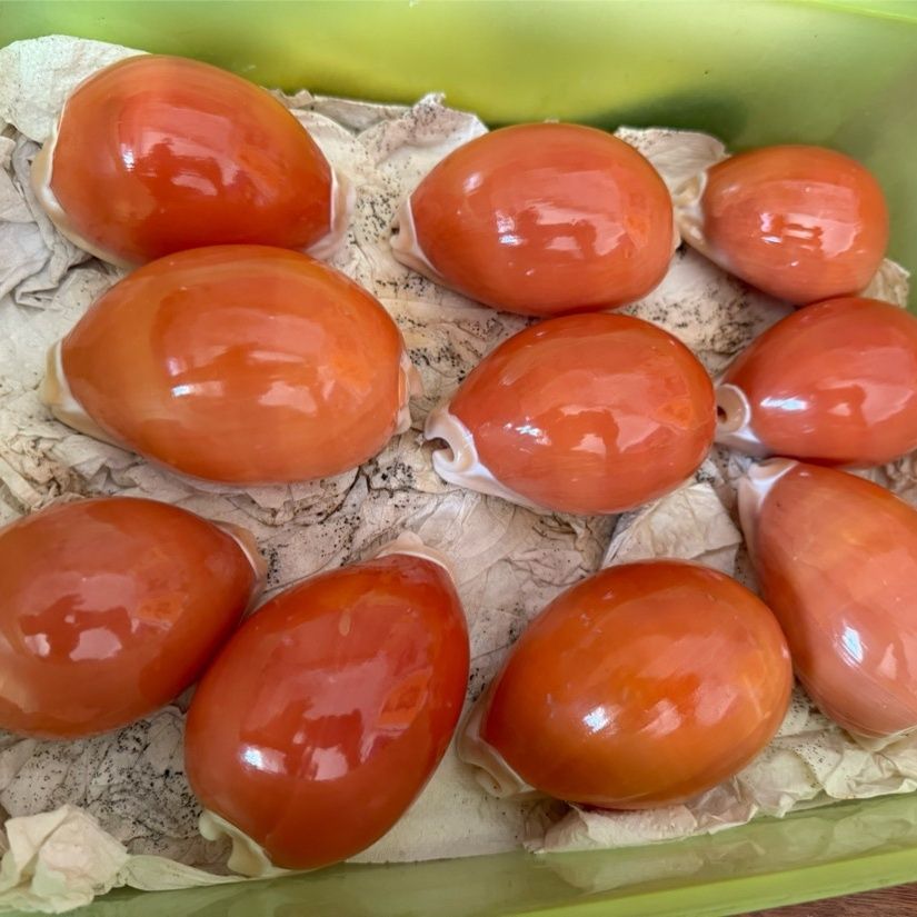 天然贝壳黄金宝螺稀少珍贵的螺海贝家居赏瓶收藏拍照diy雕刻