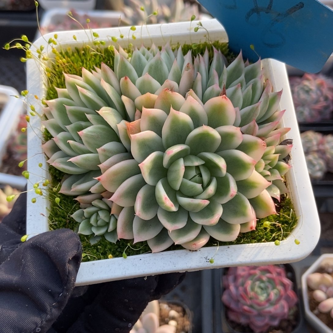 586蝴蝶飞锦多肉植物保护
