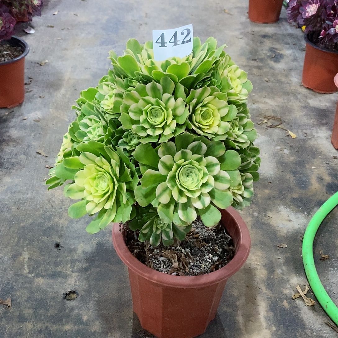 辛尼亚442多肉法师植物