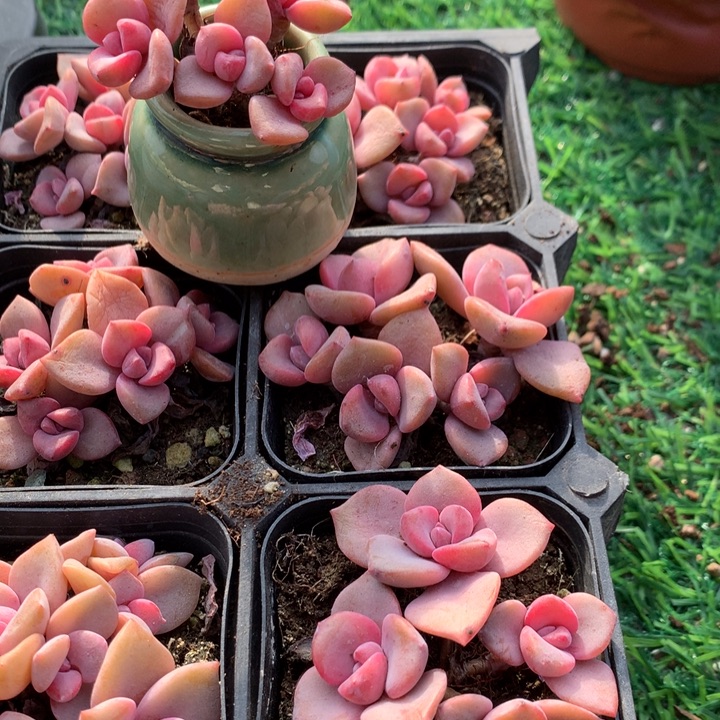 彩虹糖       多肉