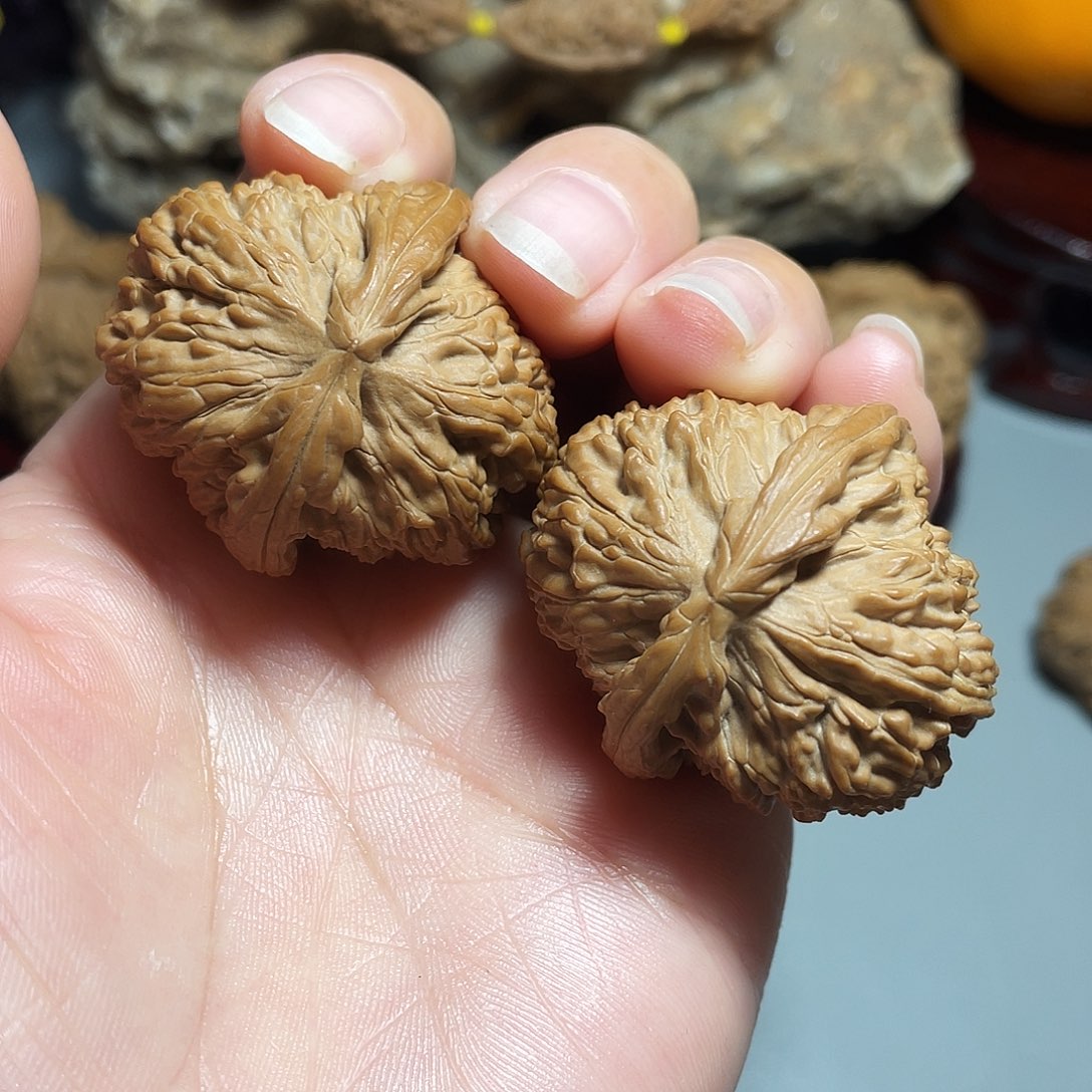 核桃手串/手链精品白狮对歪