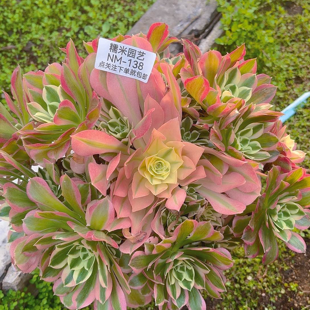 白凤多肉植物138