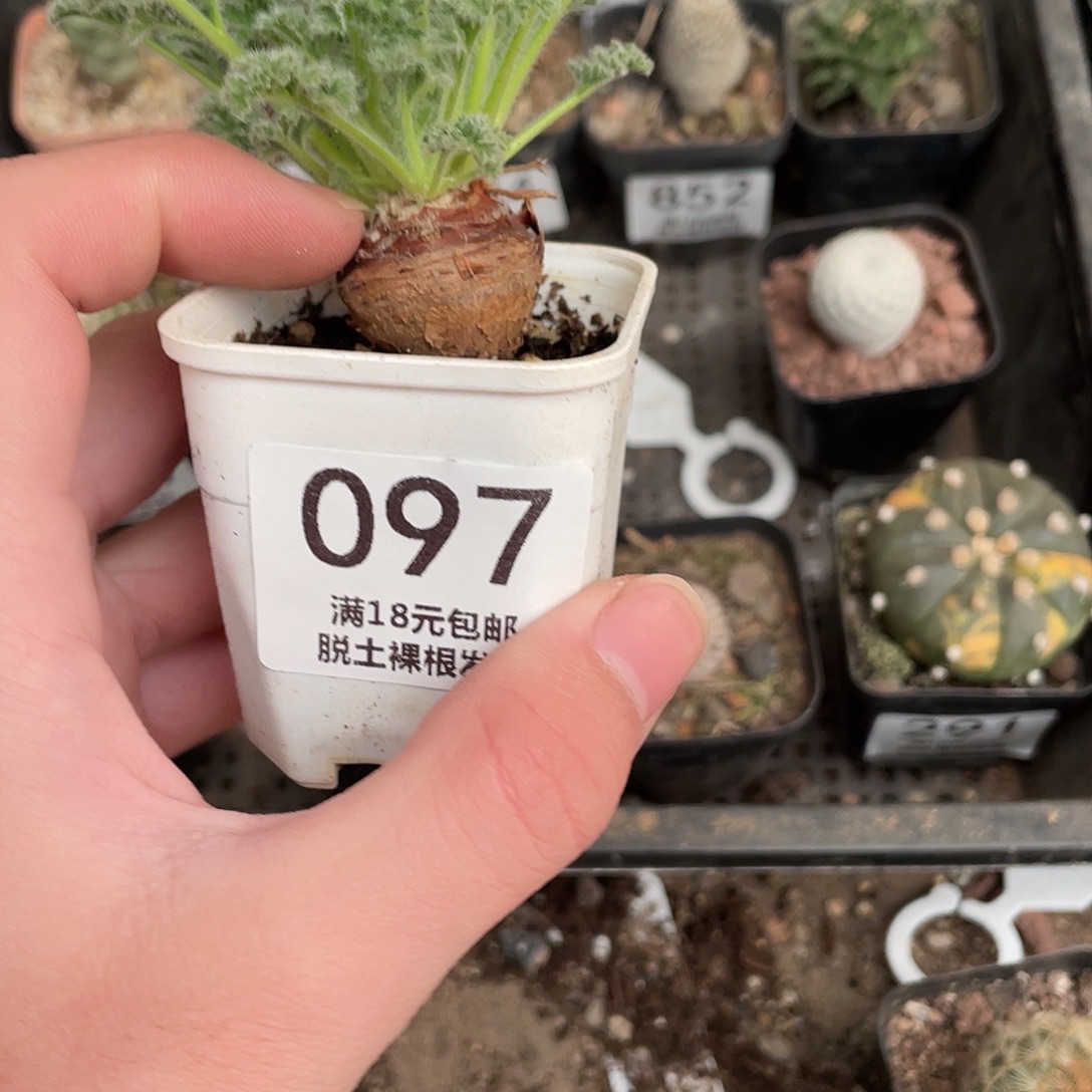 97羽叶洋葵（满18包邮）