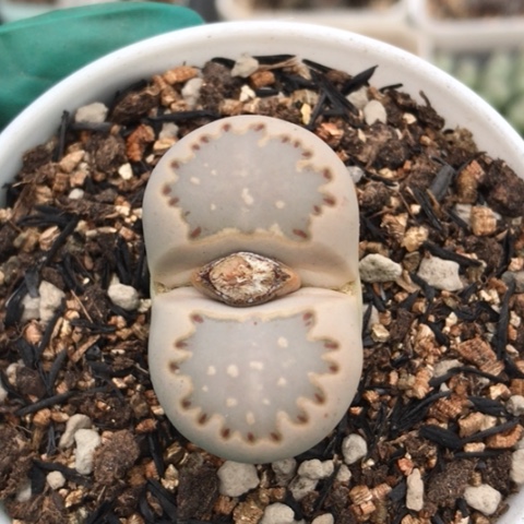 多肉肉锥 3.1Cm 蓝饼干