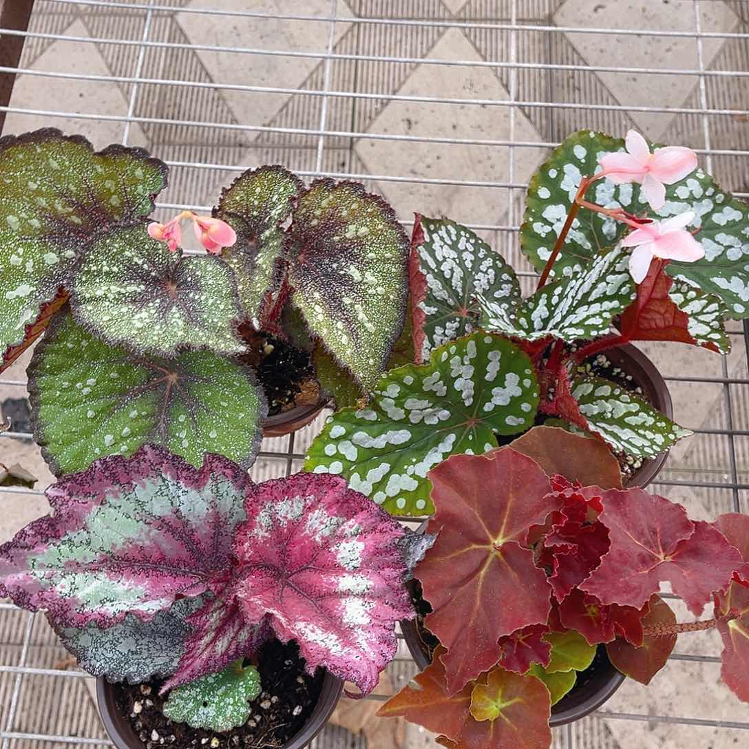 完全开放晨露。伊丽莎白。天堂鸟。鬼灯丸