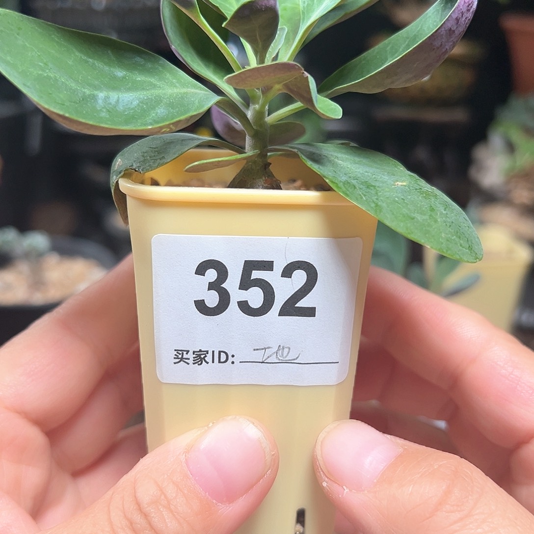 美尻厚敦菊带盆包邮