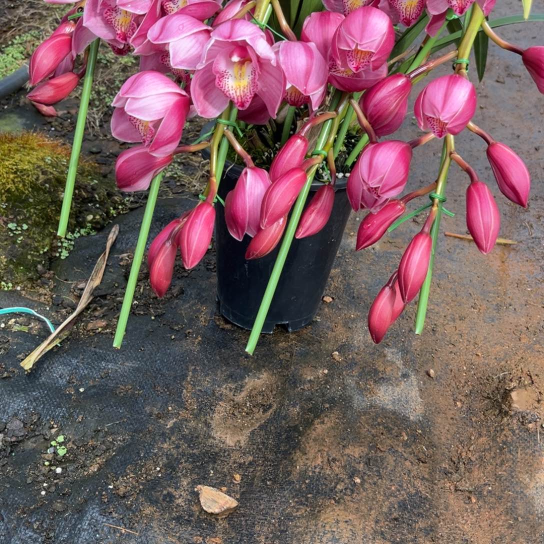 完全开放粉丝10级灯牌