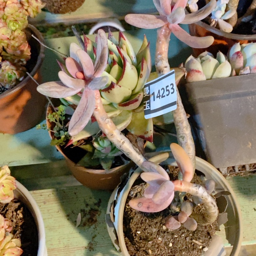 【闪购商品】云****6处理两颗14253