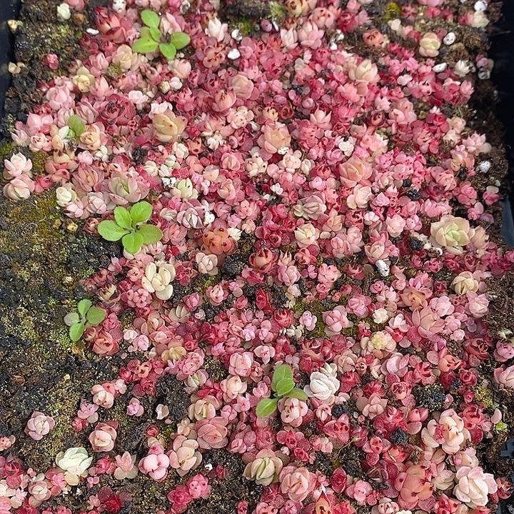 44 多肉植物盆栽花卉植物