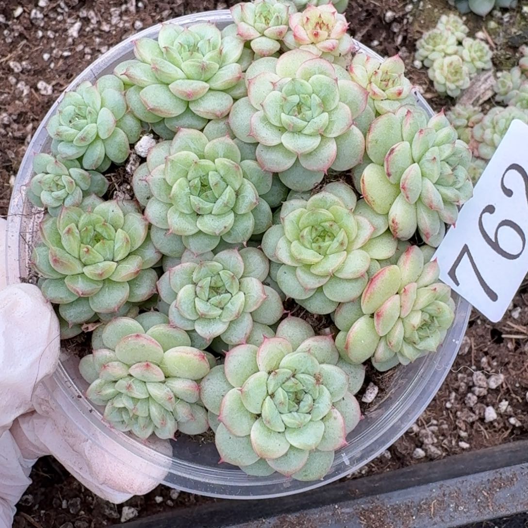 多肉植物多肉植物762