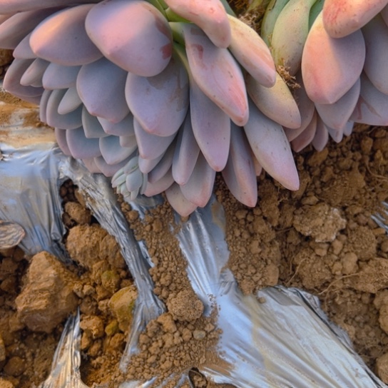 地栽奥普琳娜，包邮不包损