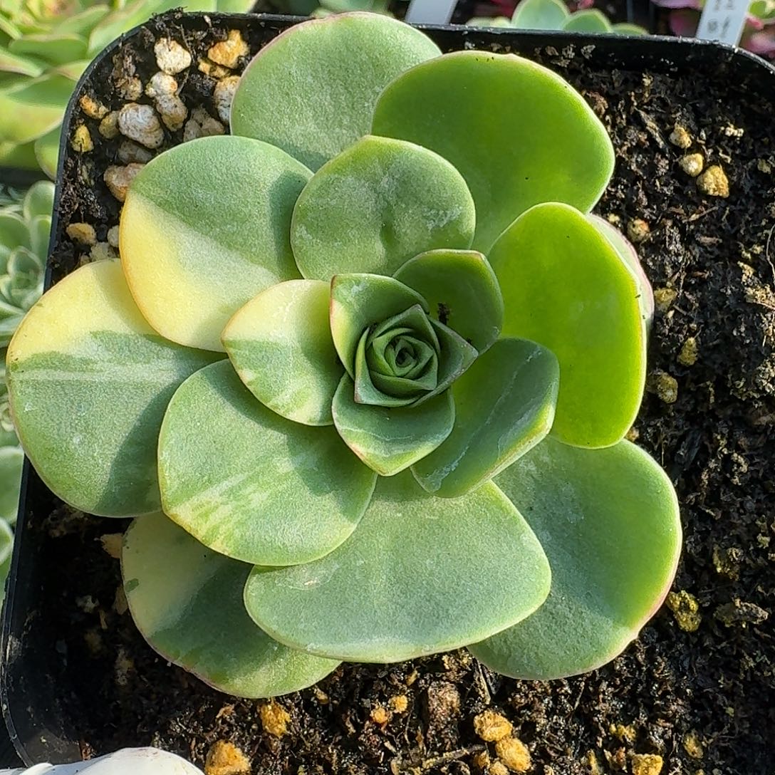 拉丝锦黄金帕尔马一物一拍