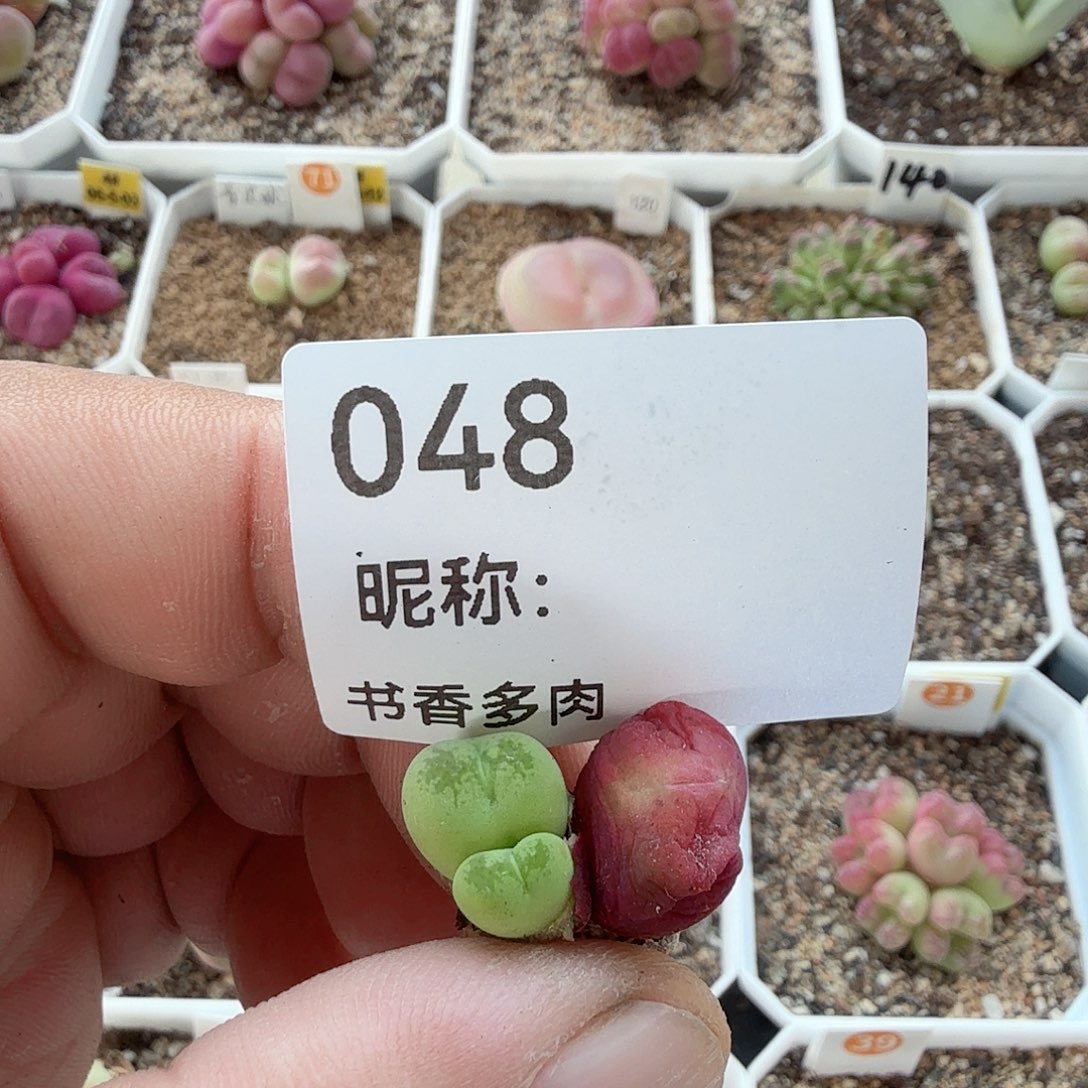 特价杂交一个多肉植物