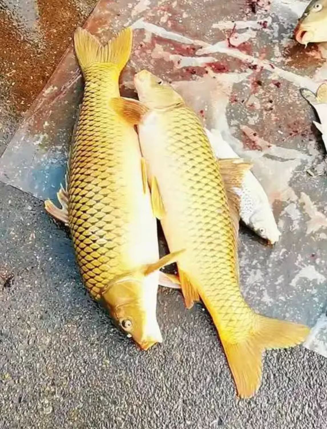 黄河大鲤鱼冰鲜包邮