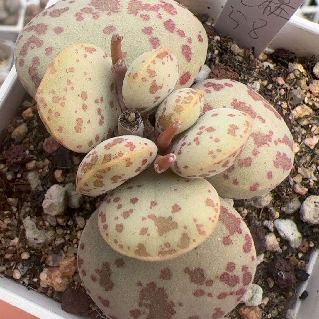 花蛋单头桩多肉植物水泡