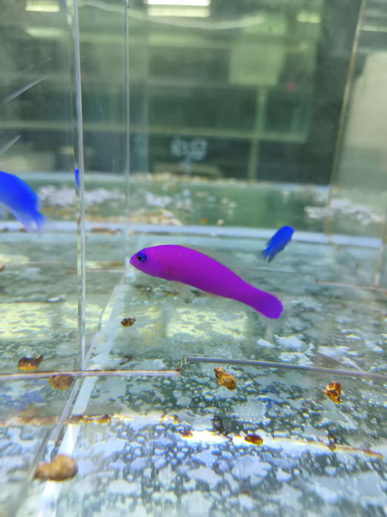 紫草莓海水鱼观赏鱼渔场直发默认顺丰不包邮