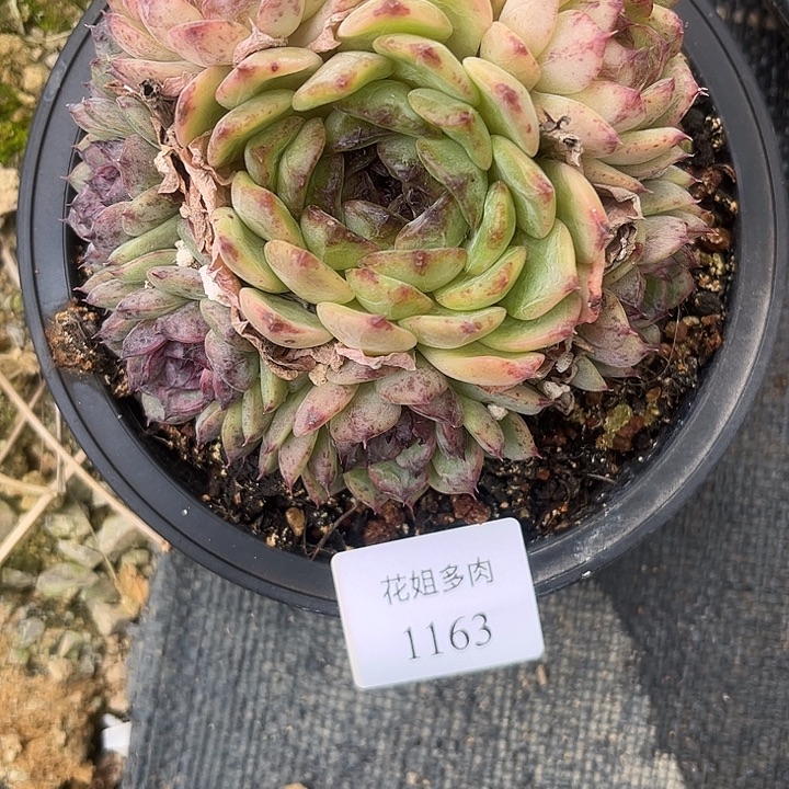 麟***妍1163一颗下播福利888888