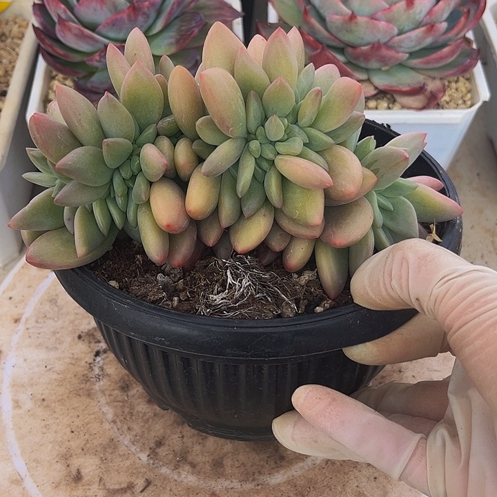 桃花源缀化一物一拍