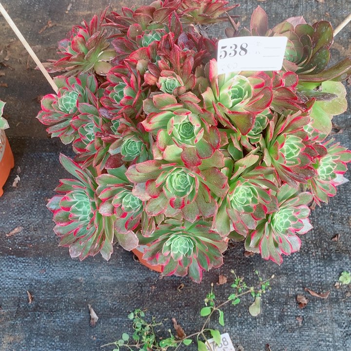 多肉植物538多肉