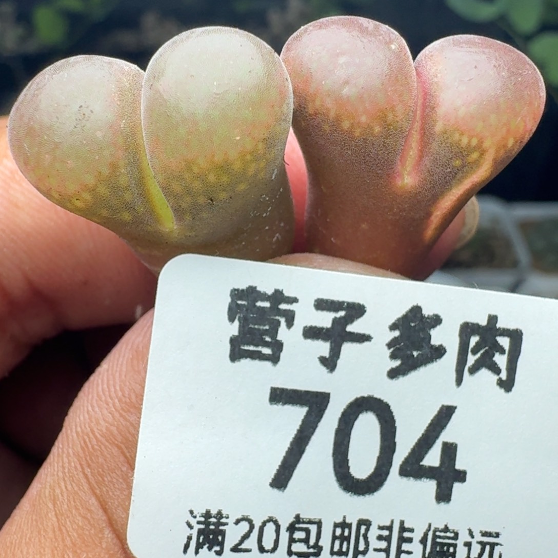 红风铃。                    