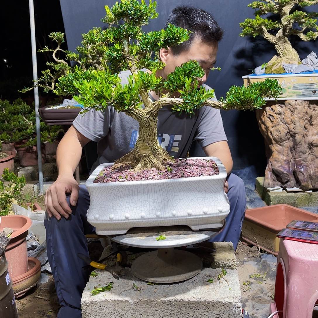 当前无花栽培后可以开花