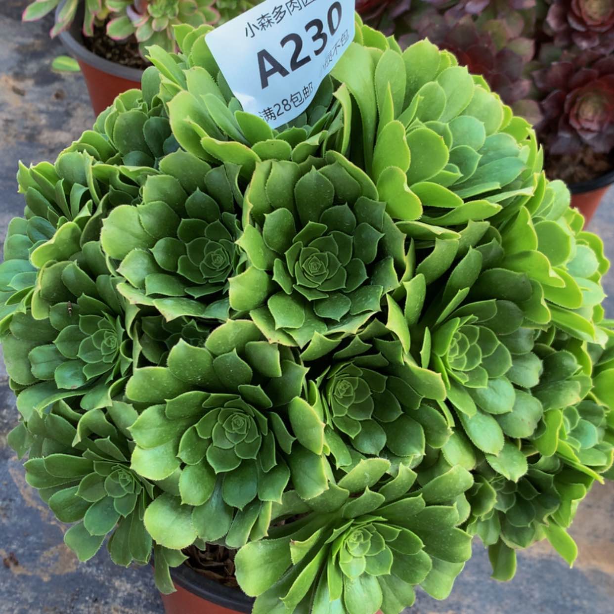 【闪购商品】230绿杨蓉多肉