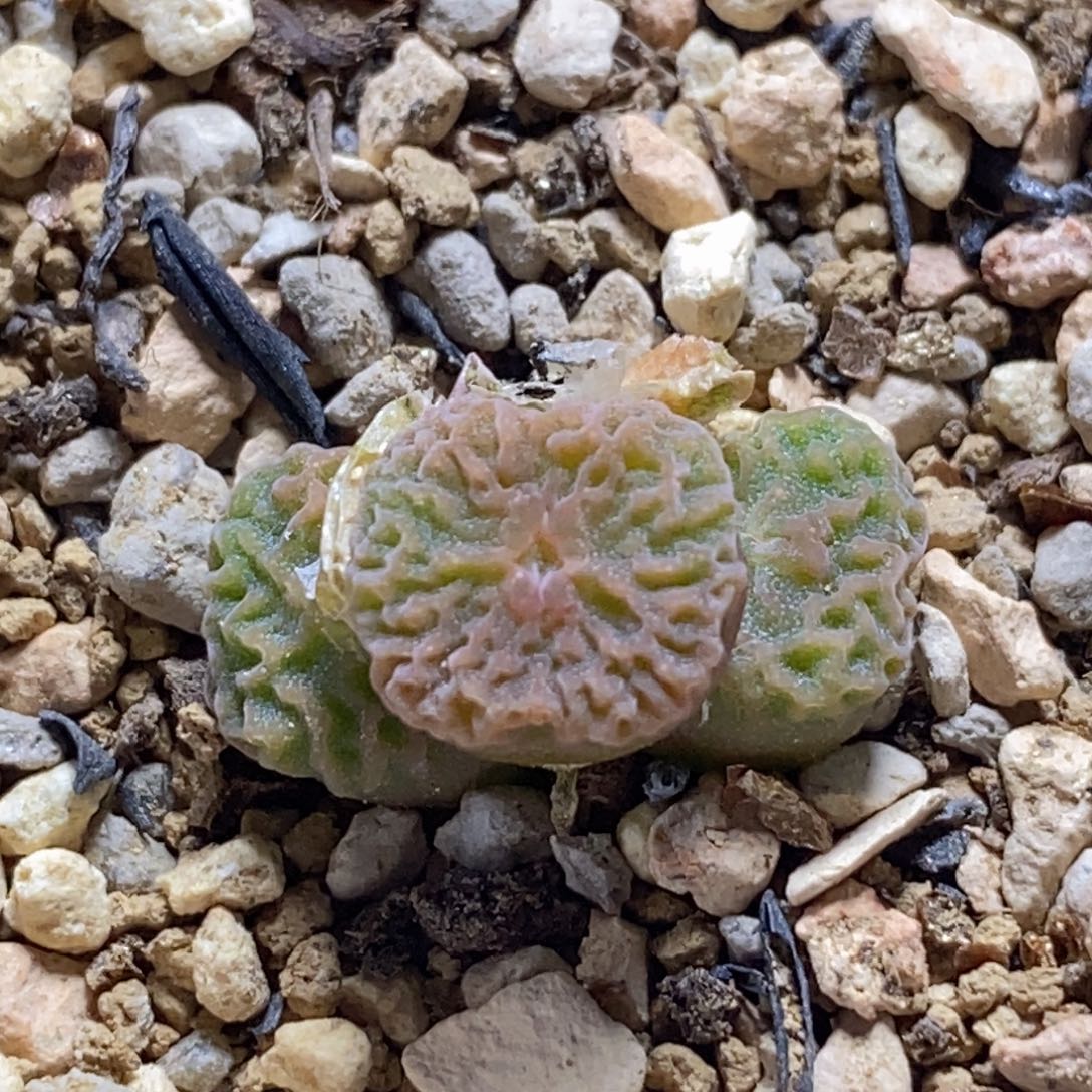 青蛙种缘dt7778好看好看