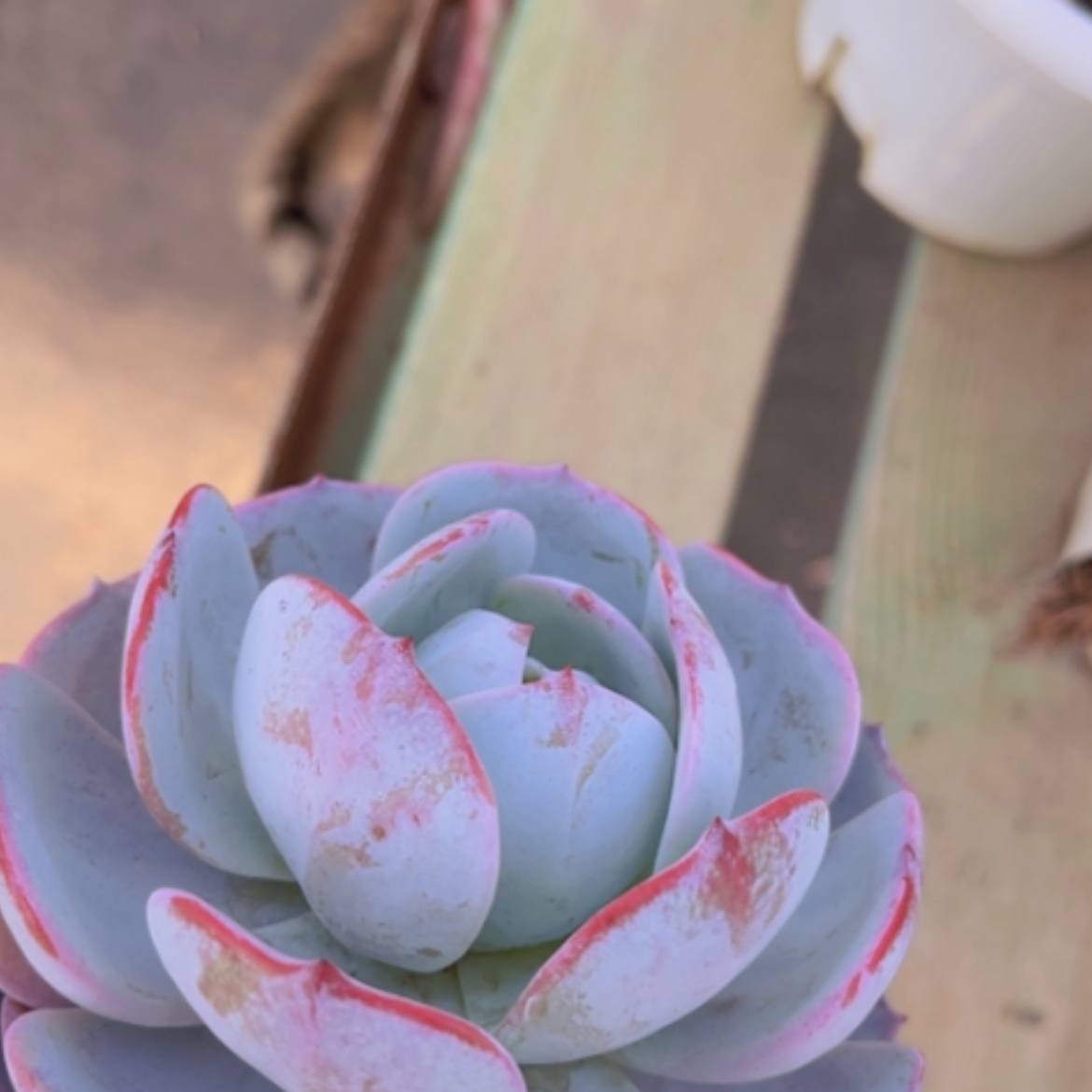 【闪购商品】雪莲杂20179 