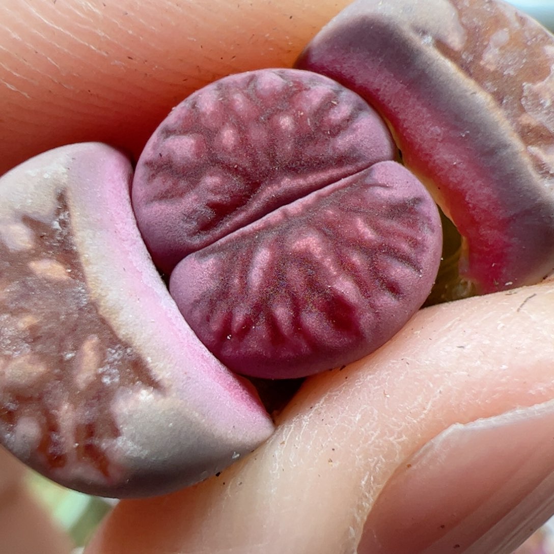 【闪购商品】108 紫菊