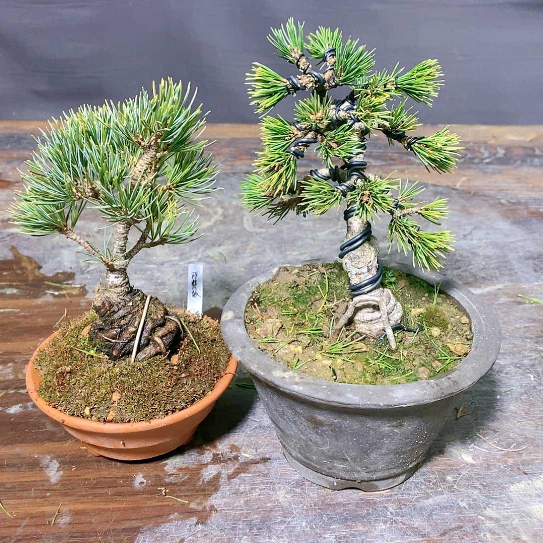 【闪购商品】无花朵