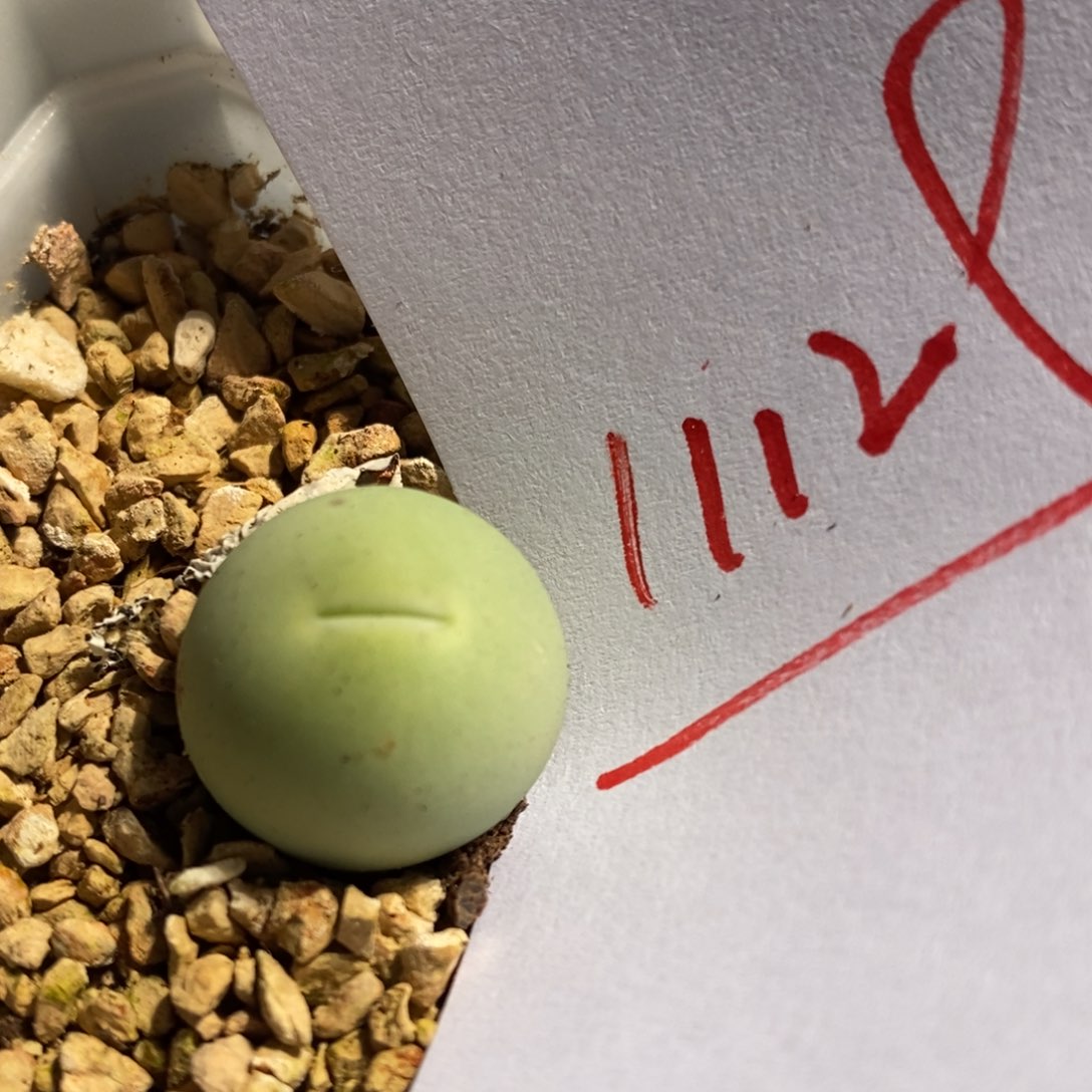 11129一个一个一个