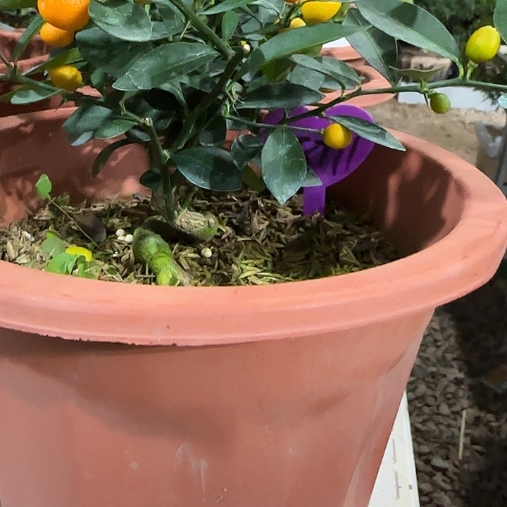 南***行直播间八房柑一物一拍