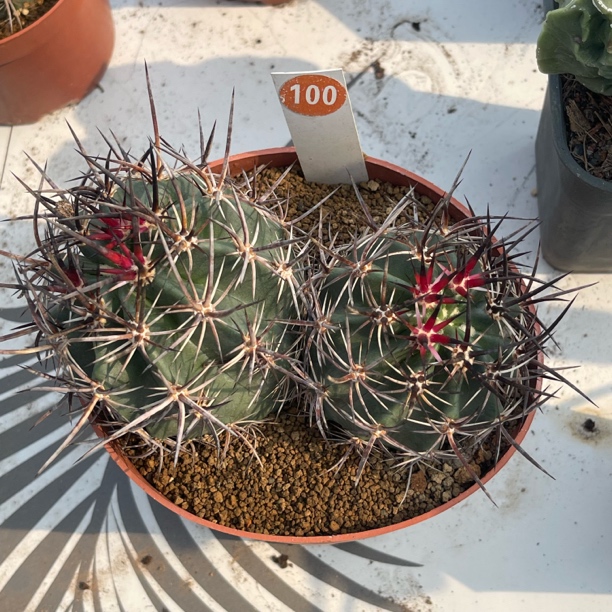 100实生双头林氏幻虾带刺科漳州基地直发新手好养多肉盆栽室内