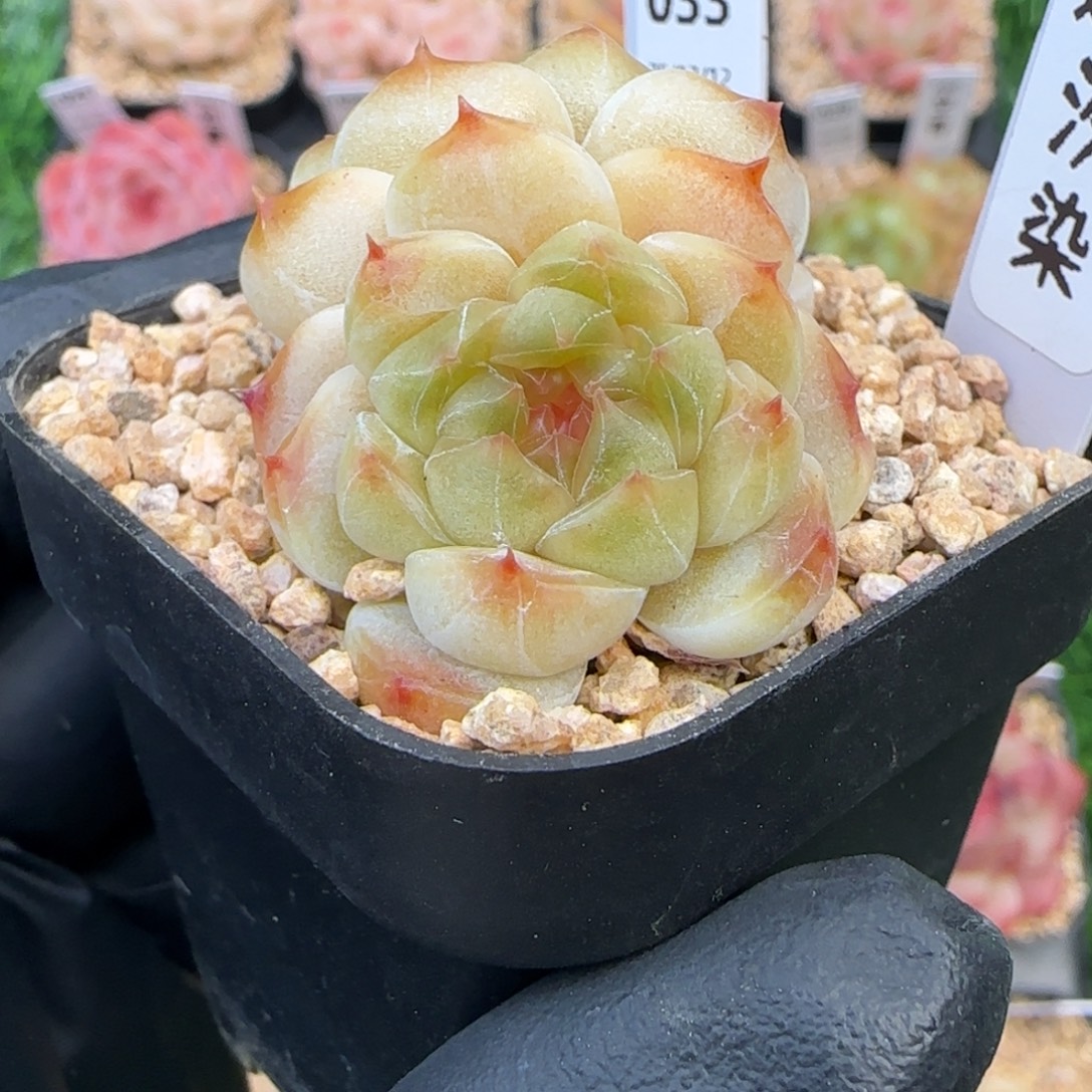 033   汐染   5厘米盆