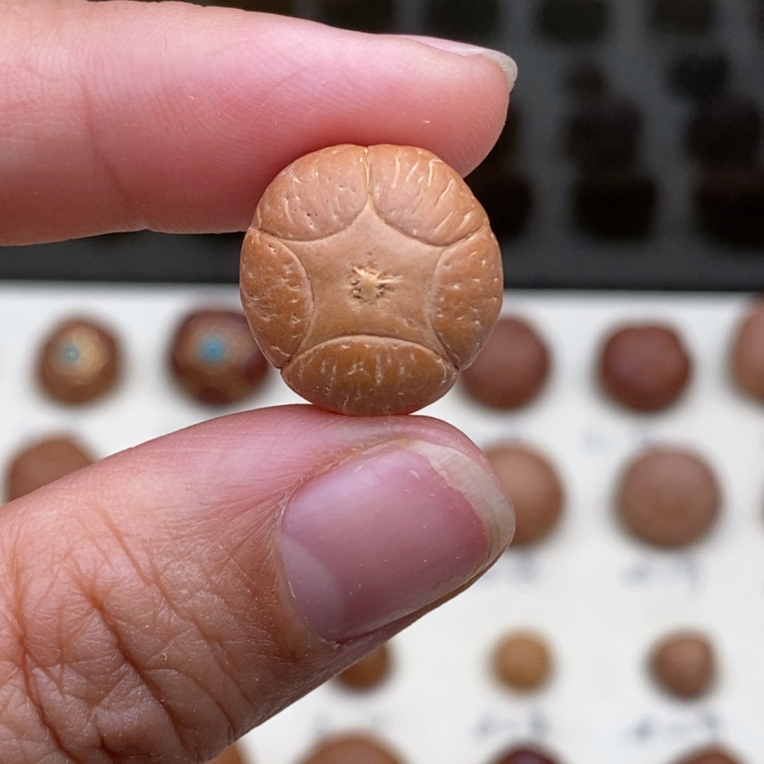 凤眼菩提吊坠五星