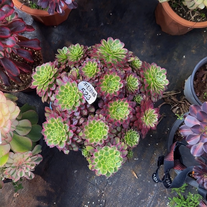 用****6523多肉法师锦1111